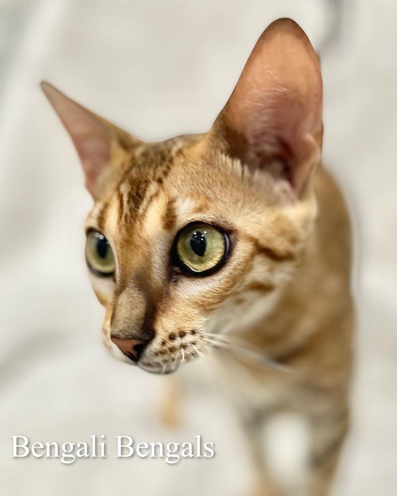 BENGALI BENGALS 14 Photos Plantersville, Texas Pet Breeders