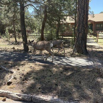 Bearizona - Zoos Near Me - Williams, Arizona Bearizona - Zoos Near Me - Williams, Arizona