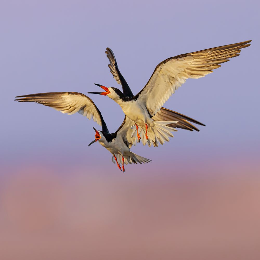 Bolsa Chica State Beach - Black Skimmer antics at sunset | IG @moniquedao - Beaches Near Me - Huntington Beach, California Bolsa Chica State Beach - Black Skimmer antics at sunset | IG @moniquedao - Beaches Near Me - Huntington Beach, California