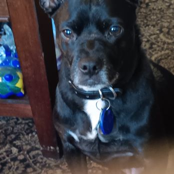IAC Urgent Vets - Bronx - Brat 13 year old boston/Rat terrier mix - Veterinarians Near Me - Bronx, New York