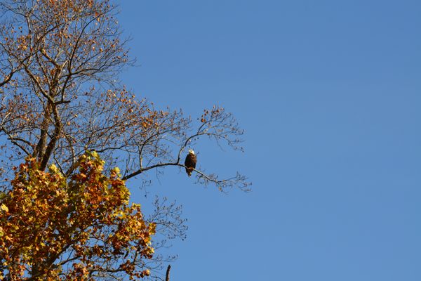 Potomac Eagle Scenic Railroad by null