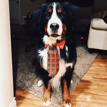 Atlas Scooping Services - Atlas is here to scoop for you! - Pet Waste Removal Near Me - San Antonio, Texas
