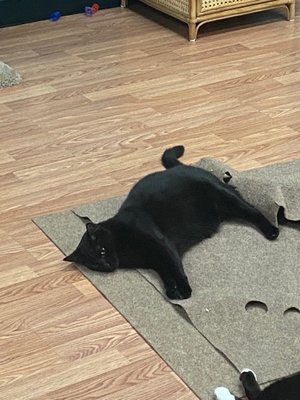 Catnip Cat Cafe by null