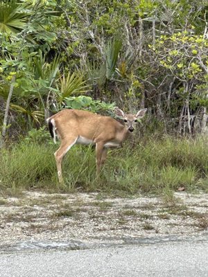 National Key Deer Refuge Nature Center by null