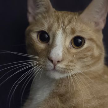 Clearview Animal Hospital - Phoenix - Veterinarians Near Me - Easley, South Carolina Clearview Animal Hospital - Phoenix - Veterinarians Near Me - Easley, South Carolina