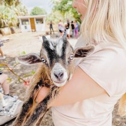 Peace Love Goat