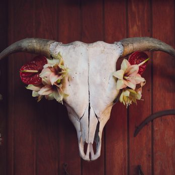 Cobra Lily Florist - Jake worked with existing decor in my parent's yard to help elevate and decorate, including this cow skull, which we loved! - Floral Designers Near Me Cobra Lily Florist - Jake worked with existing decor in my parent's yard to help elevate and decorate, including this cow skull, which we loved! - Floral Designers Near Me
