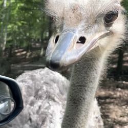 Briarwood Ranch Safari Park