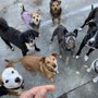 Photo of Year of the Dog Walking & Sitting Service