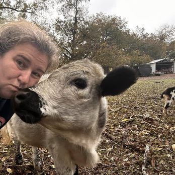 Mini Mischief Ranch - Clover kisses. Gentle mini cows + peaceful ranch time near Austin, TX - Petting Zoos Near Me - Hutto, Texas Mini Mischief Ranch - Clover kisses. Gentle mini cows + peaceful ranch time near Austin, TX - Petting Zoos Near Me - Hutto, Texas