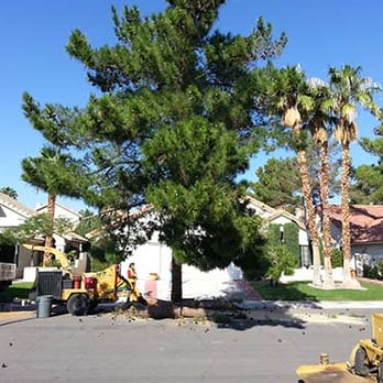 A Able Tree Service - a tree being removed - Landscaping Near Me - Las Vegas, Nevada A Able Tree Service - a tree being removed - Landscaping Near Me - Las Vegas, Nevada