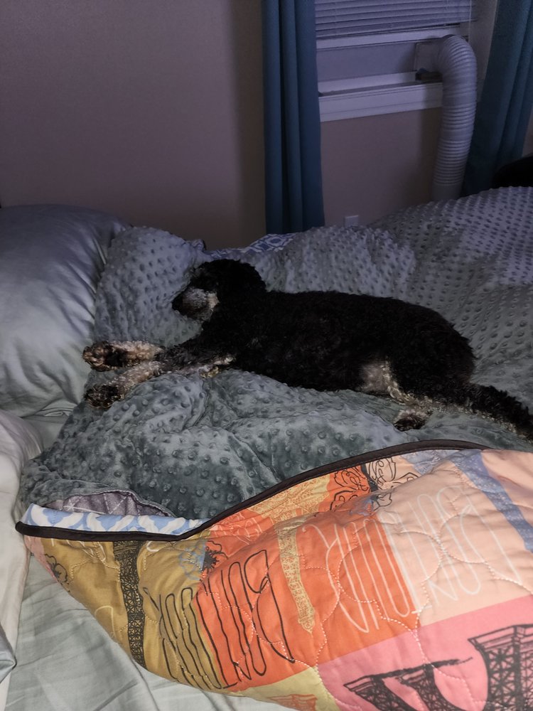 POTTER LEAGUE SPAY & NEUTER CLINIC Updated October 2024 23 Reviews