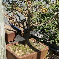 Parks Bonsai Farm Nursery