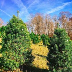 Bohman Christmas Tree Farm