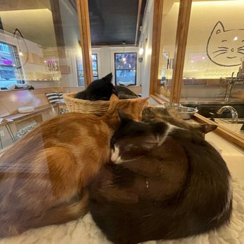 NEKO: A Cat Cafe - Themed Cafes Near Me - Seattle, Washington