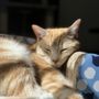 Vet To Pet After Hours Animal Clinic