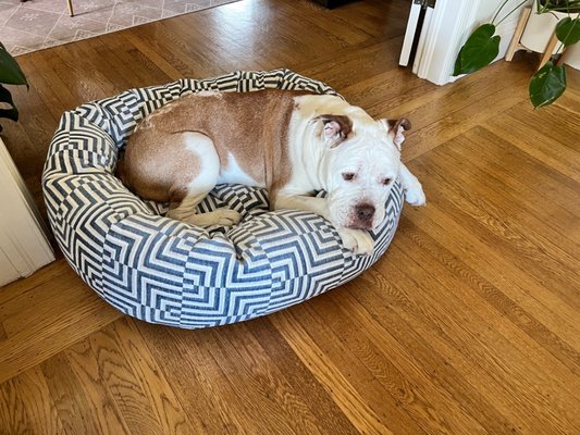 For Your Dogs Only - FYDO Manufacturer of pet beds by null