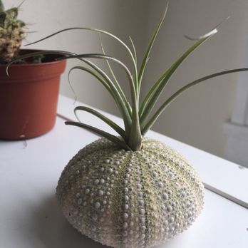 Paxton Gate - Small air plants and urchins make perfect small gifts (All for under $10!) - Home Decor Near Me - San Francisco, California Paxton Gate - Small air plants and urchins make perfect small gifts (All for under $10!) - Home Decor Near Me - San Francisco, California