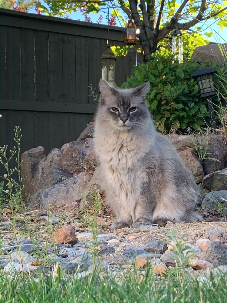 HIGH SIERRA PET CREMATORY Updated September 2024 385 Freeport Blvd