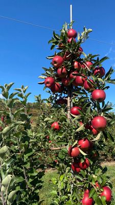 DuBois Farms by null