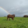 Photo of Denna's Zen-ergized Equine