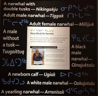 Sam Noble Oklahoma Museum of Natural History by null