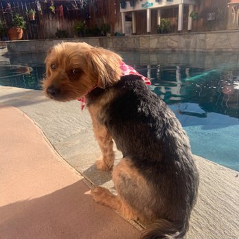 Grubby Dogs - Pet Groomers Near Me - Murrieta, California