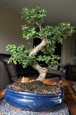 Eastern Leaf 53 Photos 97 Reviews Nurseries Gardening 4789 Cheyenne Way Chino Ca United States Phone Number Yelp