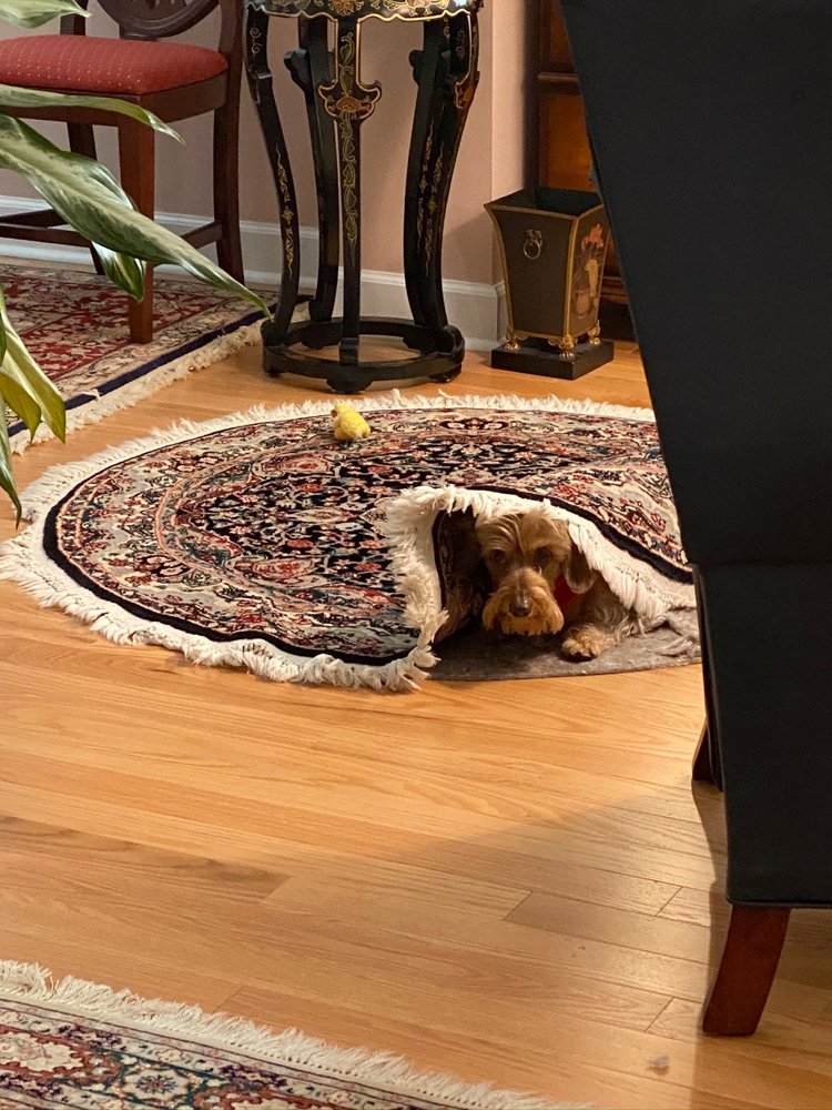 ORIENTAL RUG & CARPET CLEANING Updated October 2024 6004 Oleander