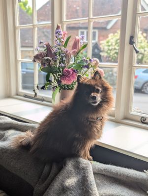 The Hollist Arms by null