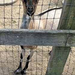 Great Brook Farm State Park - Great Brook Farm is a 1000 acre state park with tours of the dairy farm with ice cream lots of outdoor activities including hiking $3.00