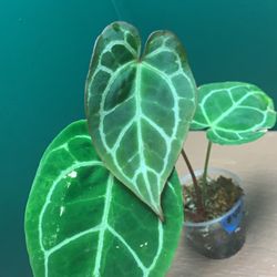 Crooked Root Tropicals