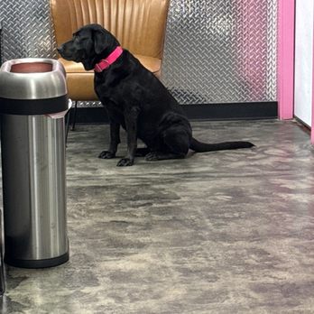Pacific Beach Laundry - Best part of the entire experience was this pupper. - Laundromat Near Me - San Diego, California