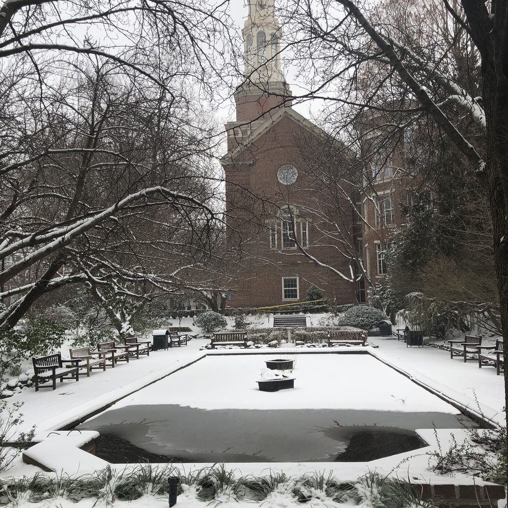 Snow covered lily pond Snow covered lily pond