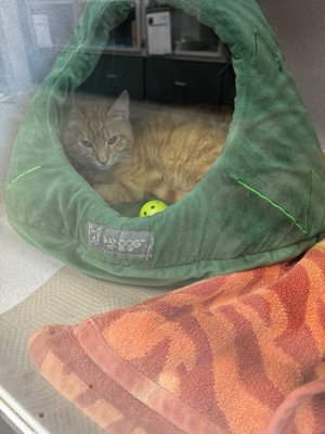 Atlanta Humane Society by null