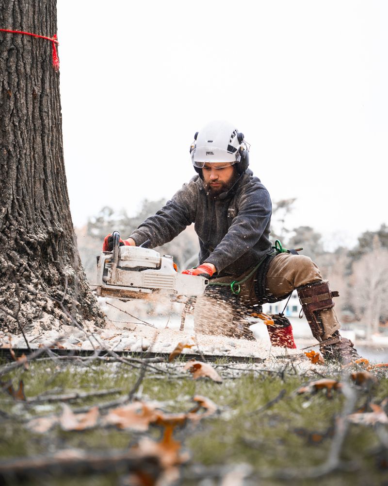 Vanderkooi Tree - tree service in Muskegon, MI