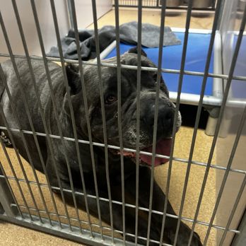 SAN JOSE ANIMAL CARE CENTER - Updated June 2025 - 408 Photos & 420