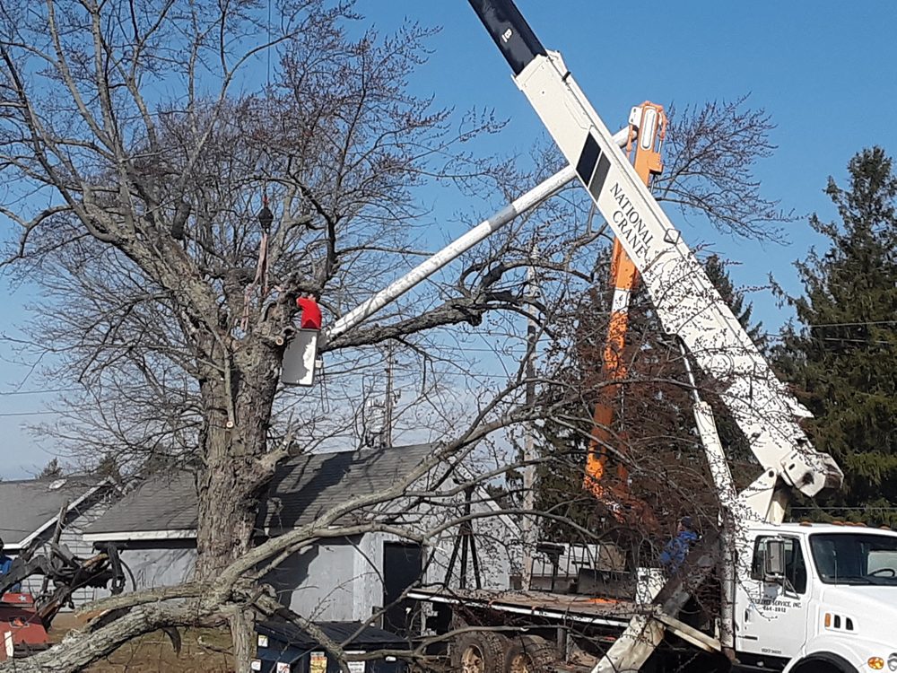 STAR TREE SERVICE 26 Photos Tree Services 32 W 8th