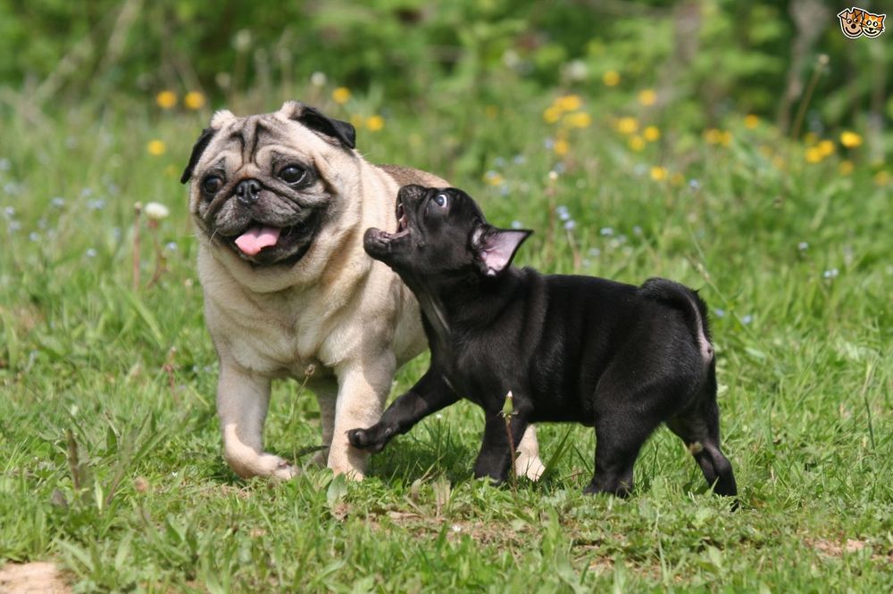 CANADIAN PUG Updated April 2024 125 8888 Country Hills Boulevard