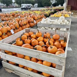 Covered Wagon Farm Market - Pumpkins and fall decorations
