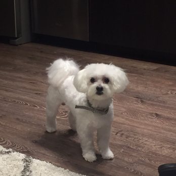Coco Grooming - Pet Groomers Near Me - Los Angeles, California