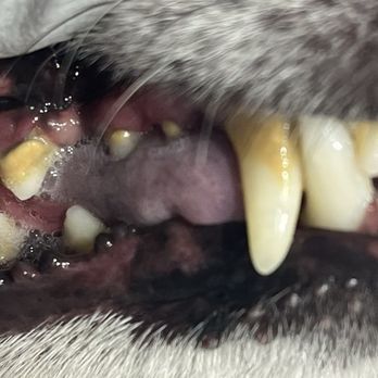 Magic Touch Pet Dental - Before - Veterinarians Near Me Magic Touch Pet Dental - Before - Veterinarians Near Me