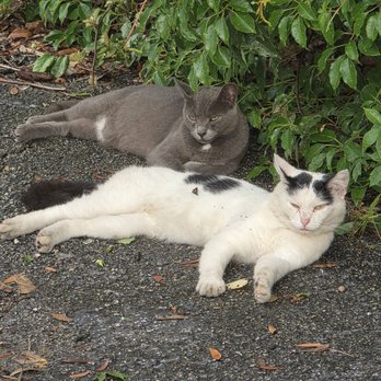 Magnanimous Brewing - Feral cats outdoors in their parking lot. - Breweries Near Me - Tampa, Florida Magnanimous Brewing - Feral cats outdoors in their parking lot. - Breweries Near Me - Tampa, Florida
