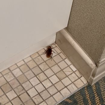 Bahia Resort Hotel - Roaches scurrying across the floor when we first entered the room. - San Diego, CA