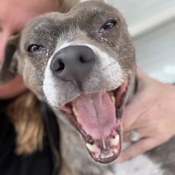 Sarah to the Rescue-Pet Care