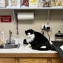 Photo of Neighborhood Pet Clinic