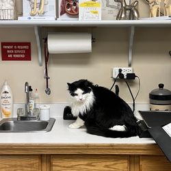 Neighborhood Pet Clinic - Our cat, Kelso, exploring the exam room.
