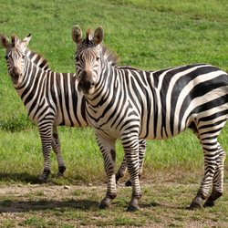 Lake Tobias Wildlife Park