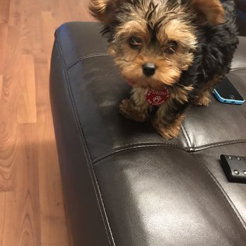 Gabby Pets - This is London my princess - Pet Stores Near Me - Bronx, New York