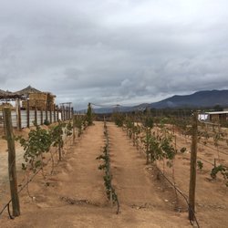 Santerra Hotel - Small vineyard they are just getting started